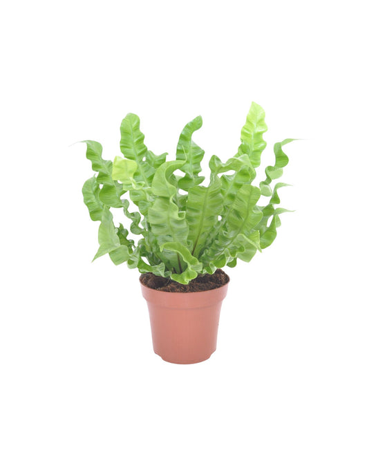 Asplenium nidus 'Crispy Wave' Image 1