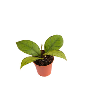 Hoya callistophylla