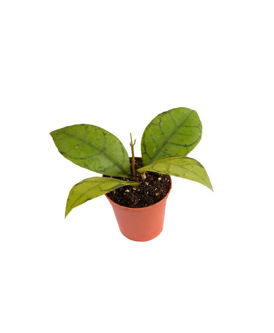 Hoya callistophylla Image 1