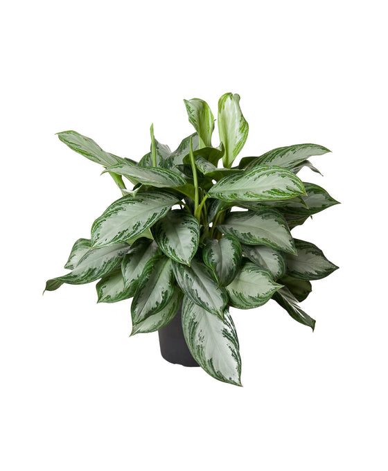 Aglaonema 'Silver Bay' Image 1
