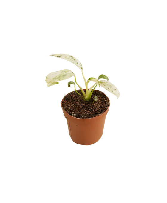 Rhaphidophora puberula Variegata Image 1
