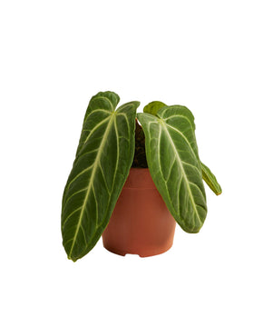 Anthurium villenaorum