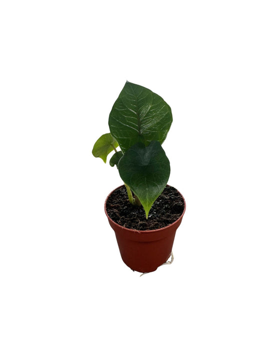 Alocasia scalprum Image 2
