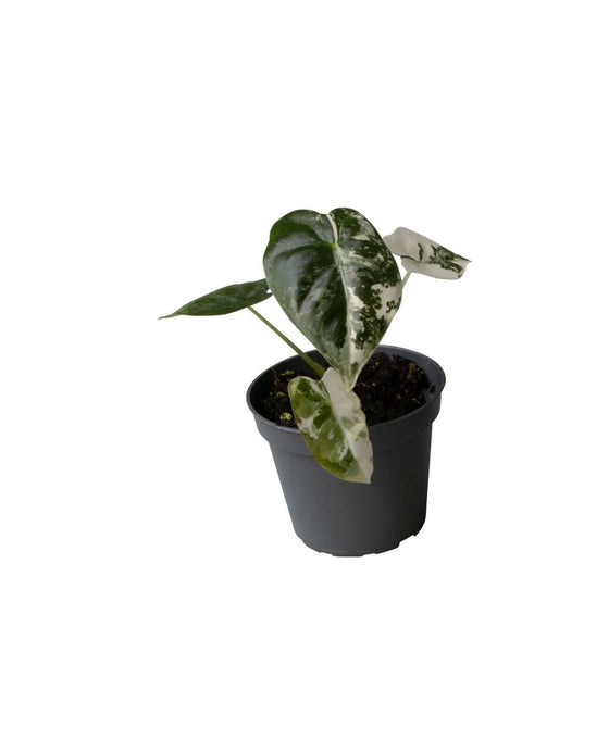 Alocasia 'Frydek' Variegata Image 2