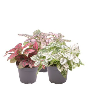 Hypoestes phyllosachya - Polka Dot Plant