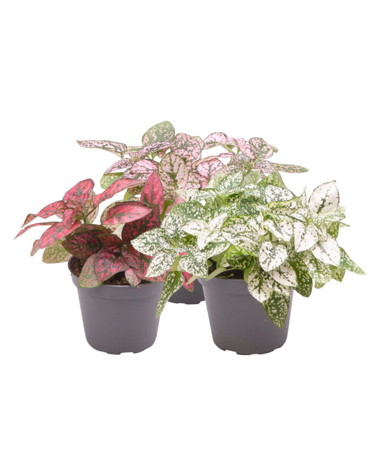 Hypoestes phyllosachya - Polka Dot Plant Image 1