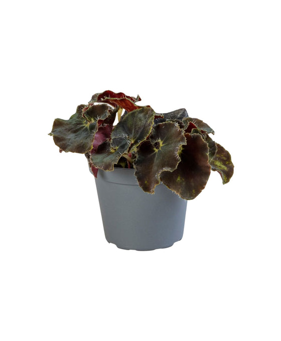 Begonia rex 'Dark Mambo' Image 1