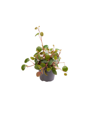 Peperomia prostrata 'Pepperspot'