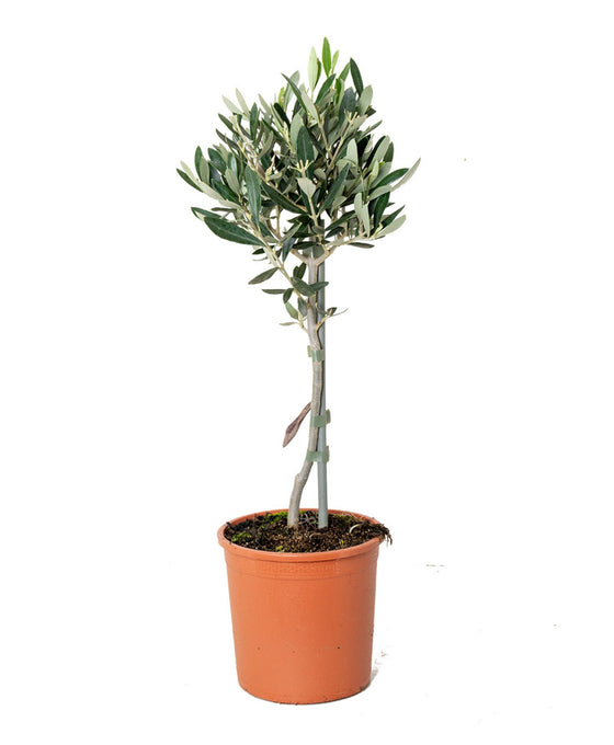 Olea europaea - Olive Tree Image 6