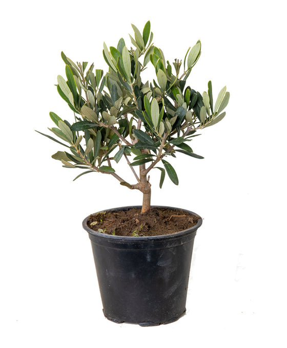 Olea europaea - Olive Tree Image 5