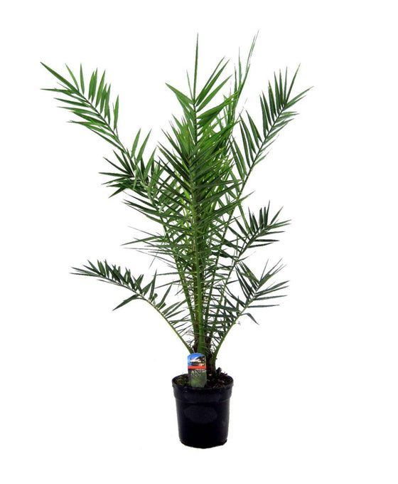 Phoenix canariensis Image 3