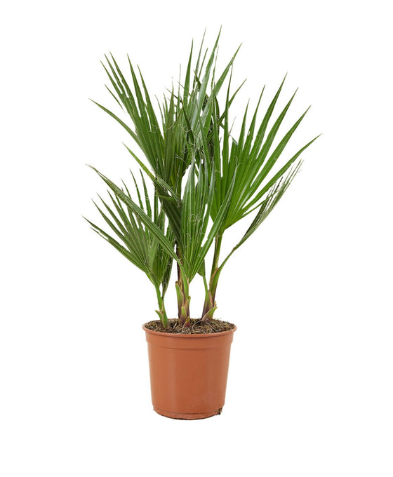 Phoenix canariensis Image 4