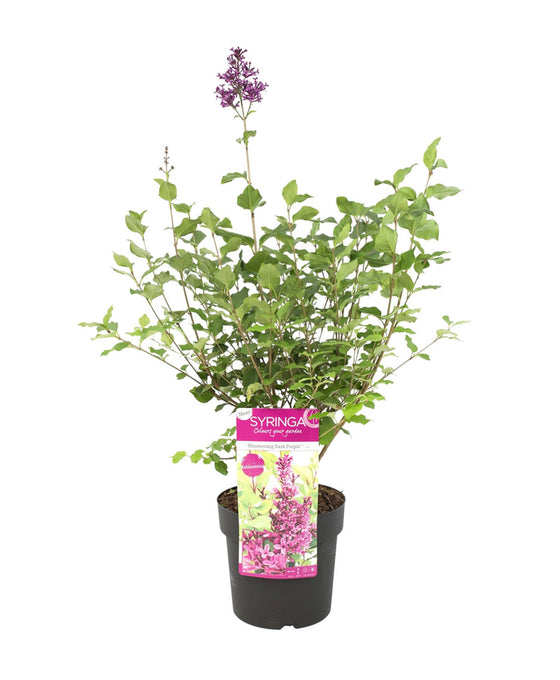 Syringa 'Bloomerang Dark Purple' ('Smsjbp7'PBR) Image 2