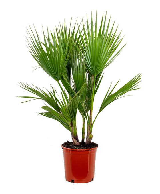 Washingtonia filifera var. robusta Image 2