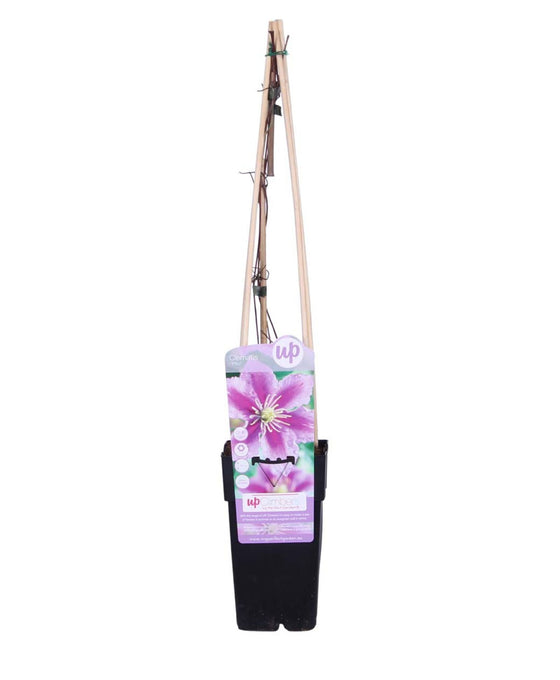 Clematis 'Piilu' Image 1