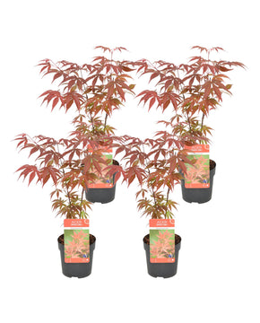 Acer palmatum 'Atropurpureum'