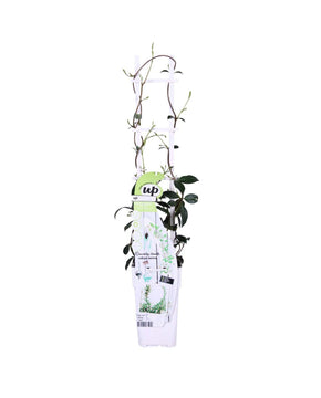 Trachelospermum jasminoides 'Star of Venice'