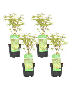 Acer palmatum 'Butterfly'