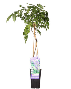 Wisteria sinensis 'Prolific'