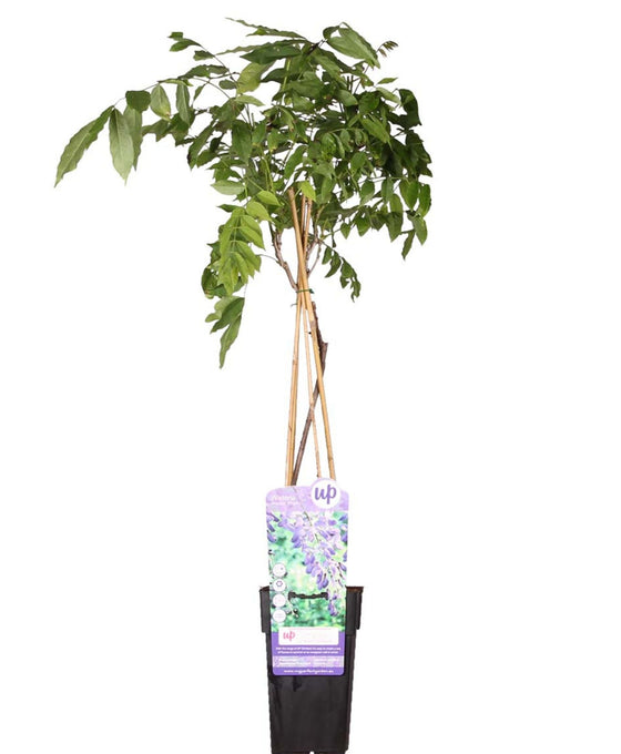 Wisteria sinensis 'Prolific' Image 1