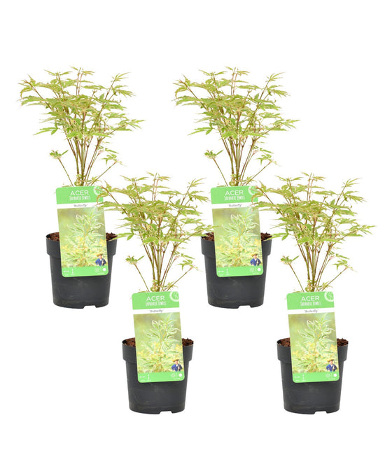 Acer palmatum 'Butterfly' Image 1
