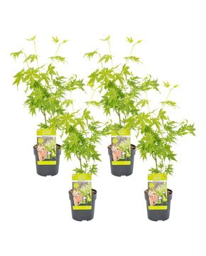 Acer palmatum 'Going Green'