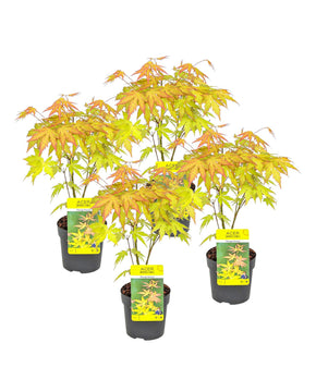 Acer palmatum 'Orange Dream'