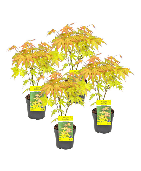 Acer palmatum 'Orange Dream' Image 1