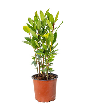 Laurus nobilis