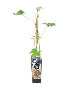 Vitis vinifera 'Boskoop Glory' - Grape