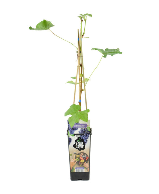 Vitis vinifera 'Boskoop Glory' - Grape Image 1
