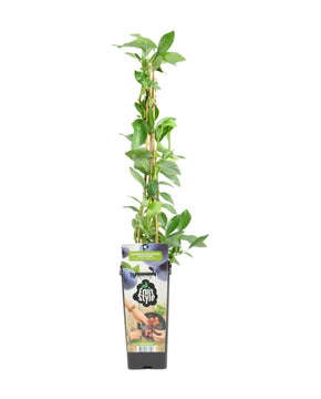 Vaccinium corymbosum - Blueberry