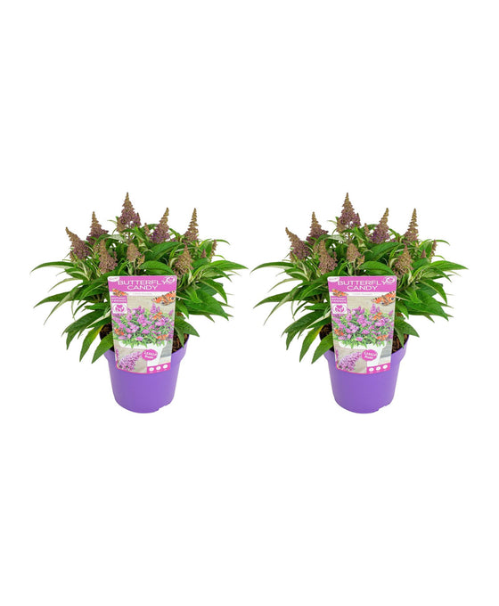 Buddleja davidii - Butterfly Candy Image 2