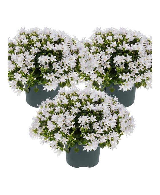 Campanula portenschlagiana Ambella Series ('Ptw1101'PBR) Image 1