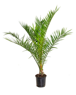Phoenix canariensis