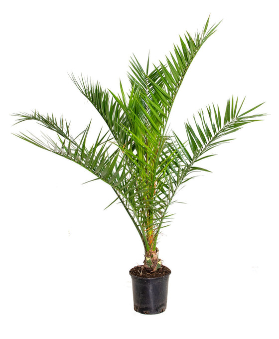 Phoenix canariensis Image 1