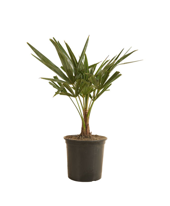 Trachycarpus fortunei - Chusan Palm Image 2