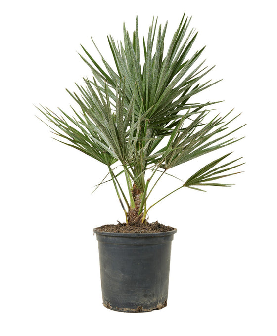Chamaerops humilis Image 2
