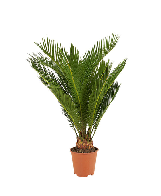 Cycas revoluta - Sago Palm Image 2