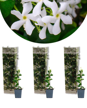 Trachelospermum jasminoides - Star Jasmine - White