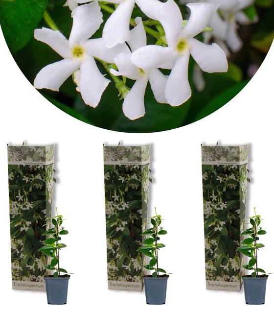 Trachelospermum jasminoides - Star Jasmine - White Image 1