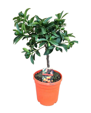 Citrus japonica - Kumquat tree