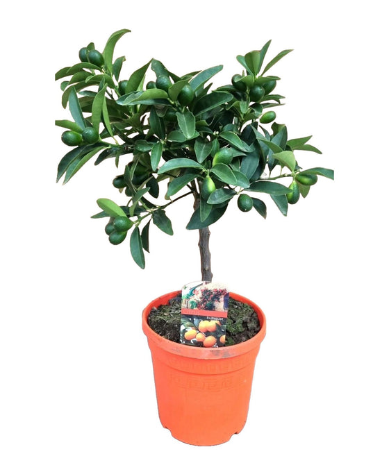 Citrus japonica - Kumquat tree Image 1