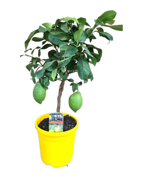 Citrus × limon - Lemon Tree