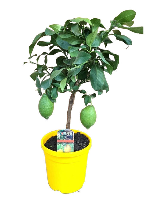 Citrus × limon - Lemon Tree Image 1
