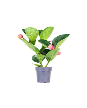 Medinilla magnifica 'Flamenco'