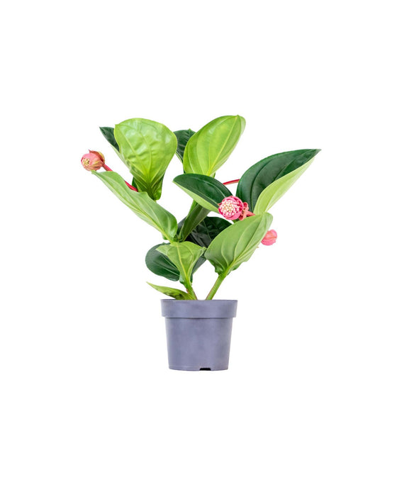 Medinilla magnifica 'Flamenco' Image 1