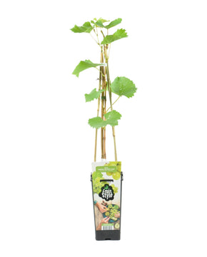 Vitis vinifera 'Vroege van der Laan' - Grape