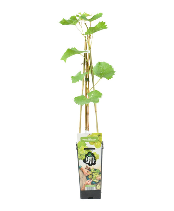 Vitis vinifera 'Vroege van der Laan' - Grape Image 1