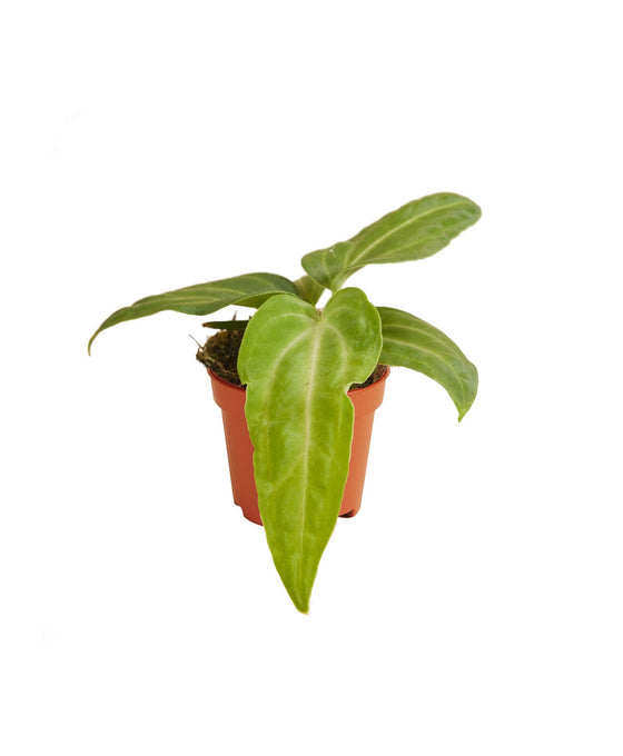 Anthurium villenaorum Image 2